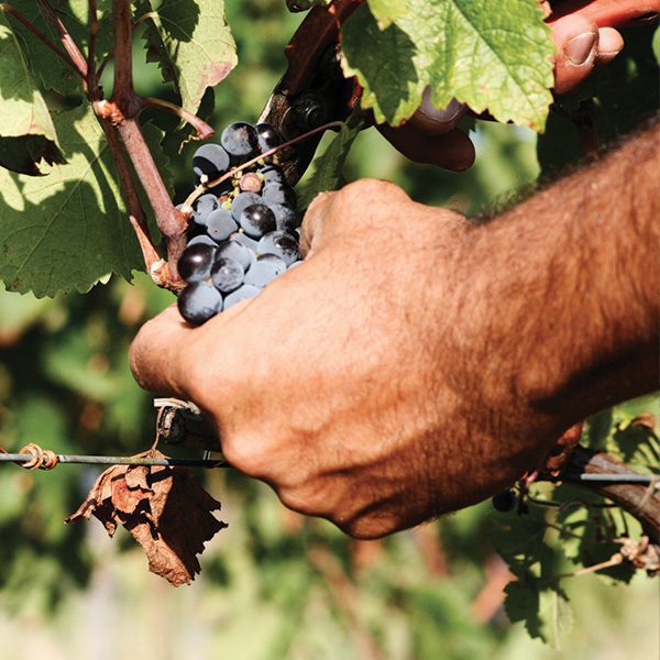 Uva della cantina Pomario