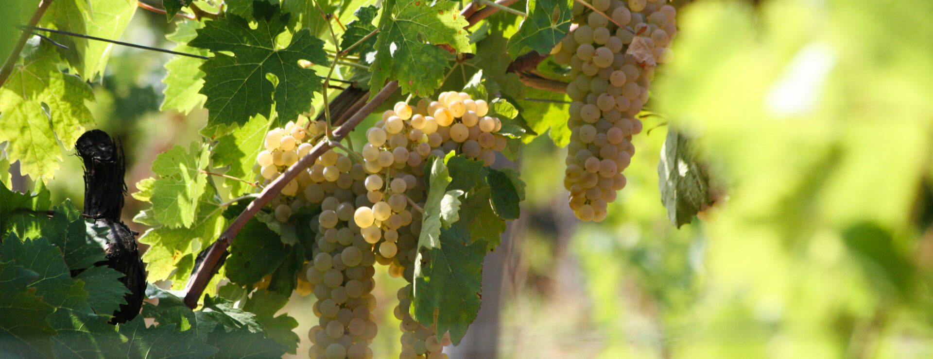 Uva di cantina Pomario