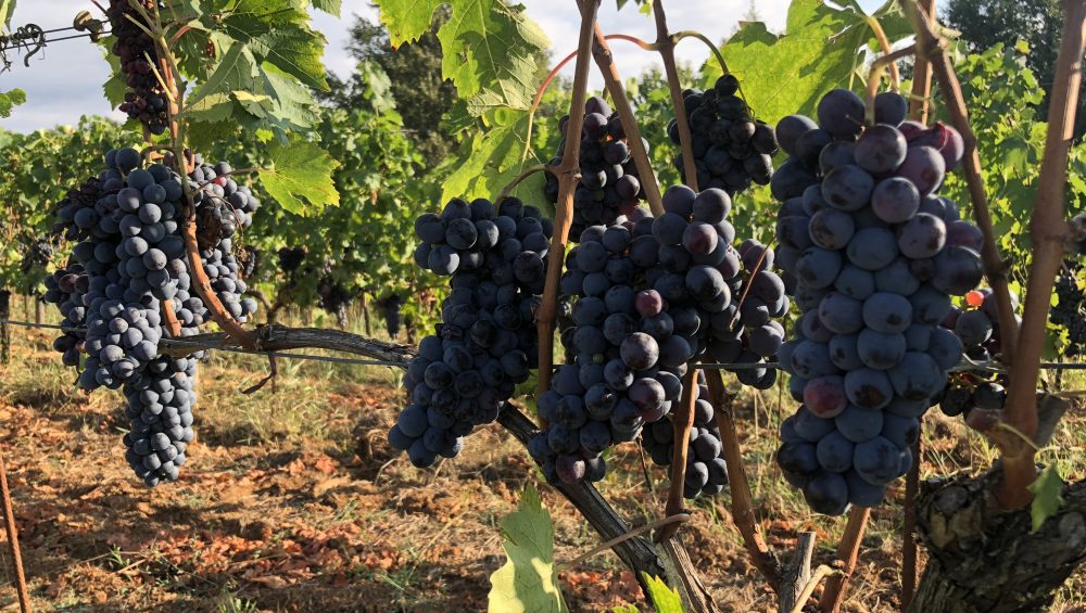 Uva Umbra di Pomario