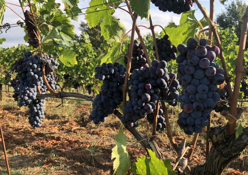 Uva Umbra di Pomario