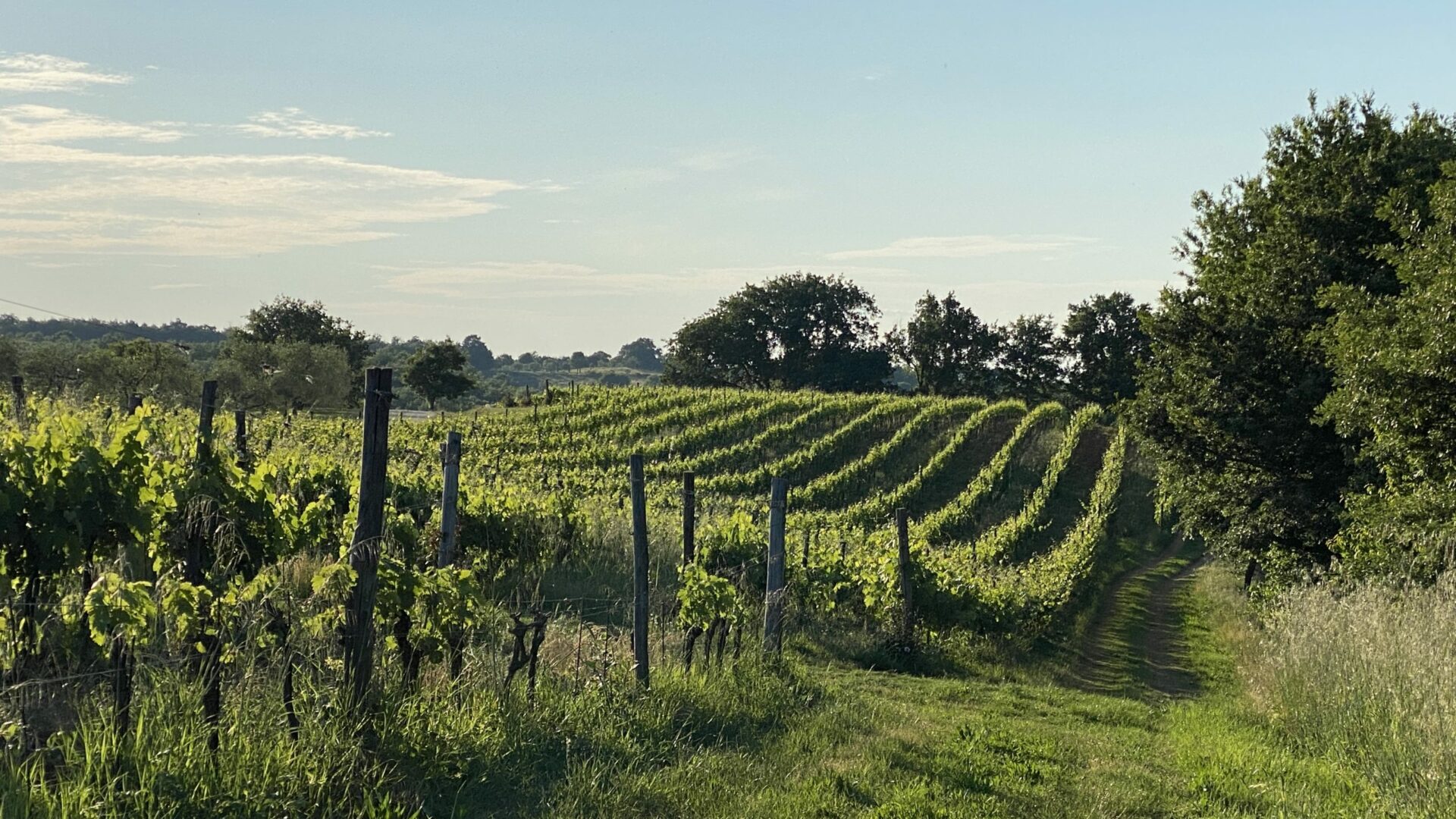 Pomario vineyard, vigneti di Pomario