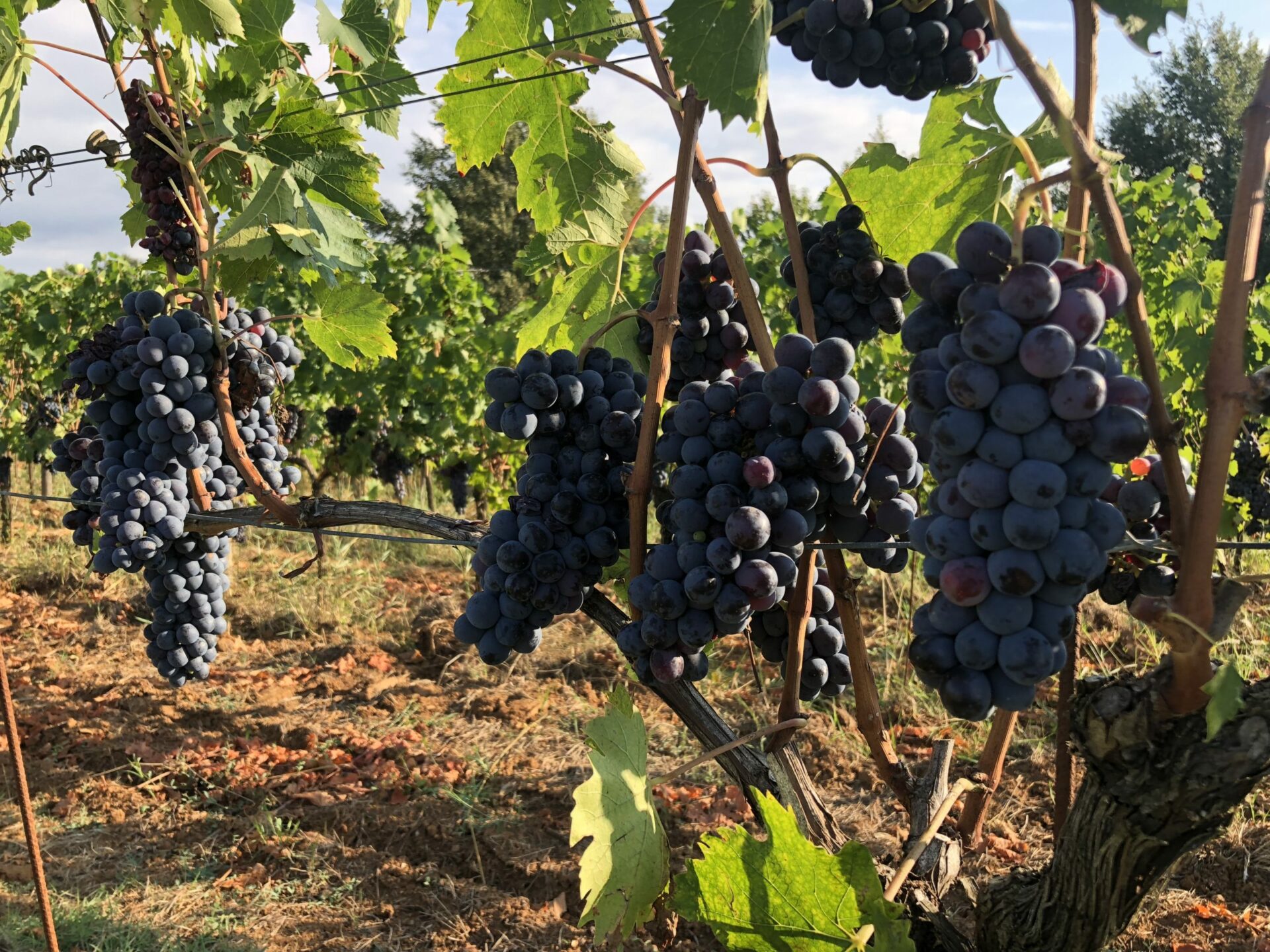 uva, grapes