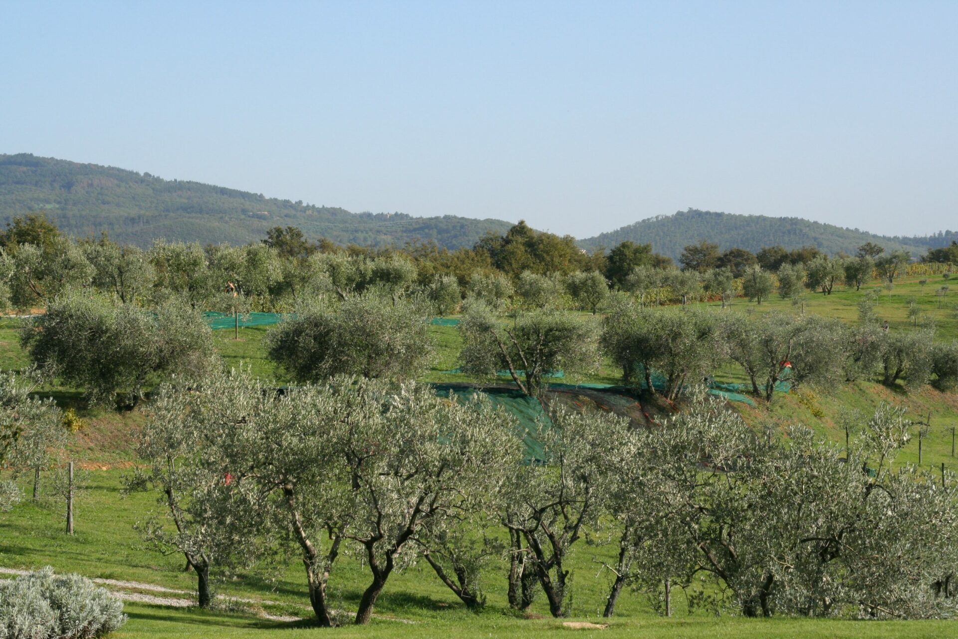 Oliveto di Pomario
