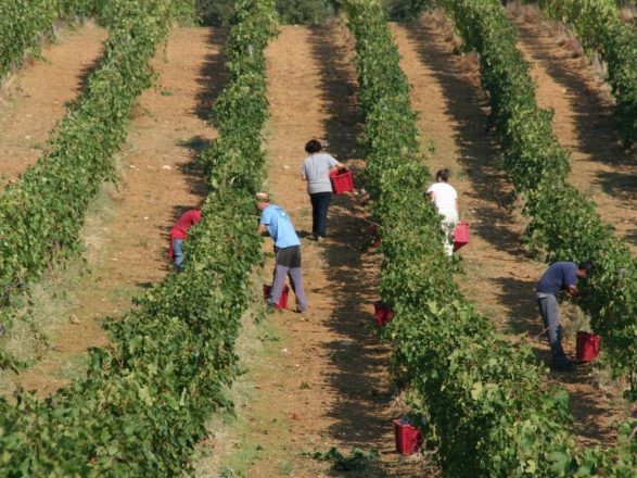 Pomario vineyard, vigna